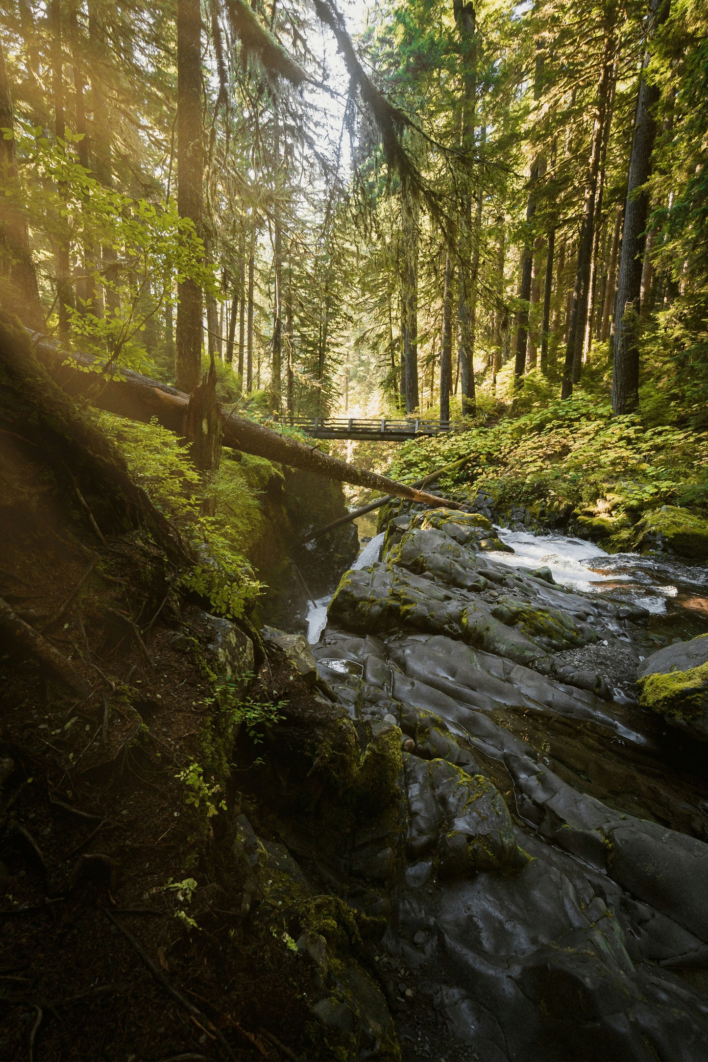 Forest Serenity: Tranquil Woodland Stream Metal Poster